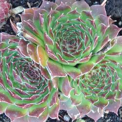 Sempervivum - Dachwurz - Hauswurz